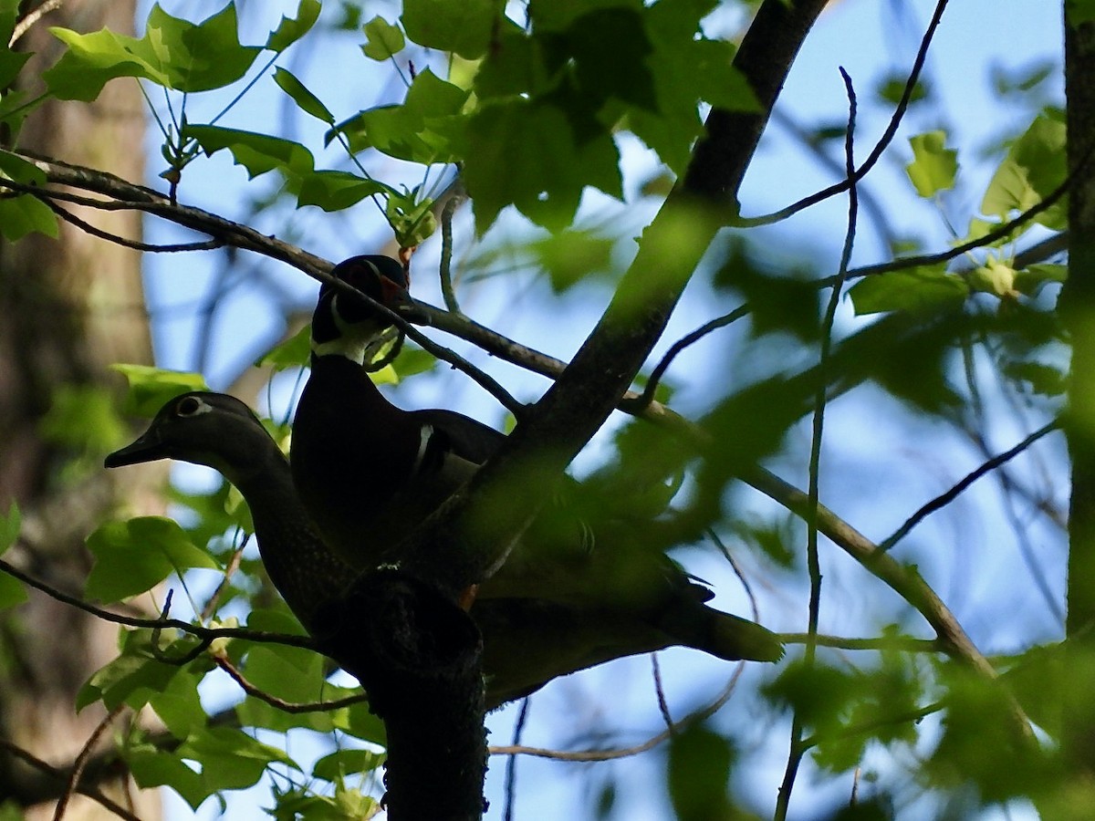 Wood Duck - ML633414972