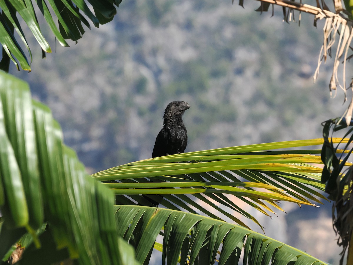Smooth-billed Ani - ML633415013