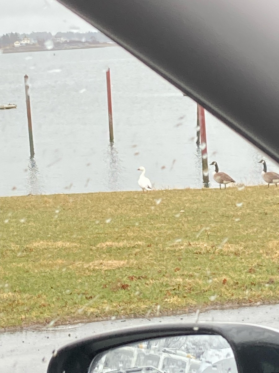 Snow Goose - ML633415015