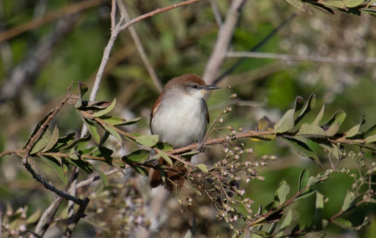 Yellow-chinned Spinetail - Sharyn Magee