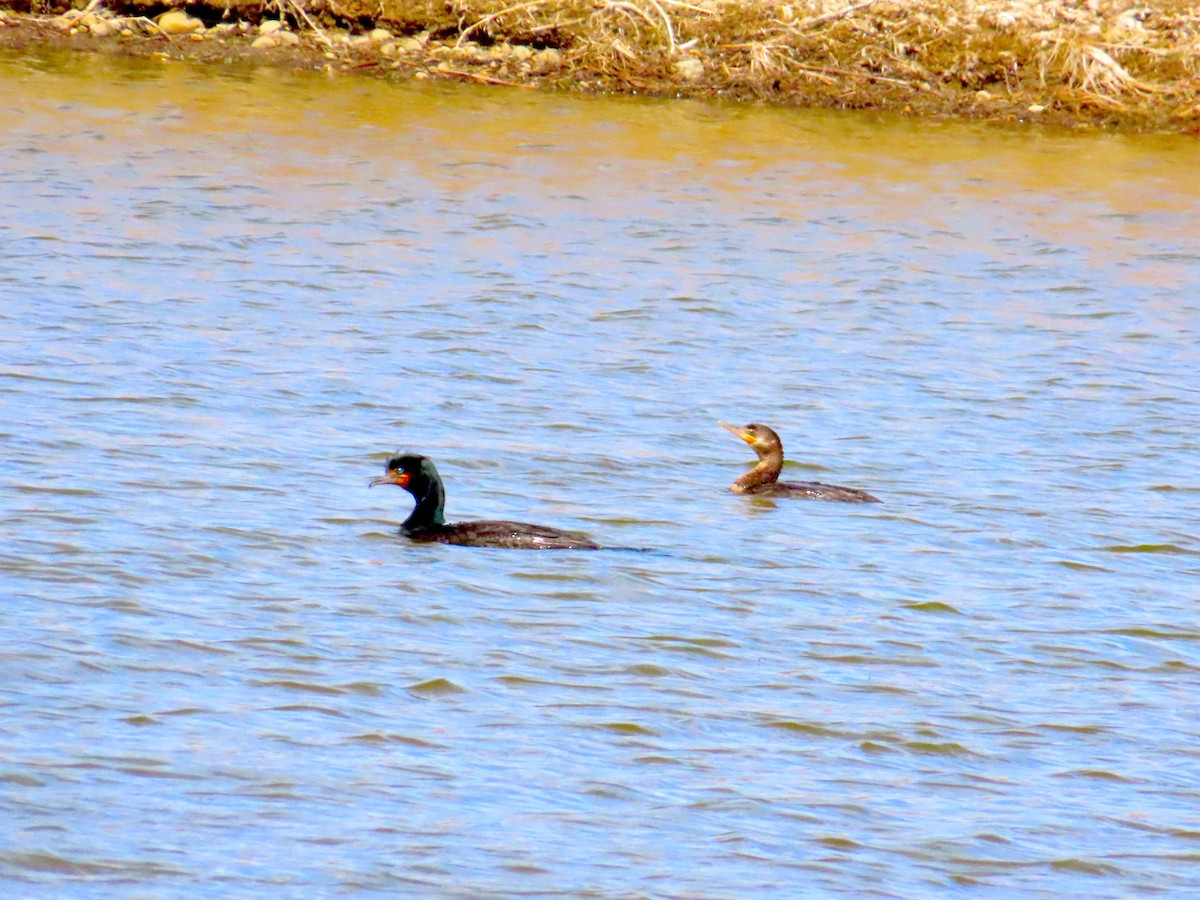 Neotropic Cormorant - ML633415032