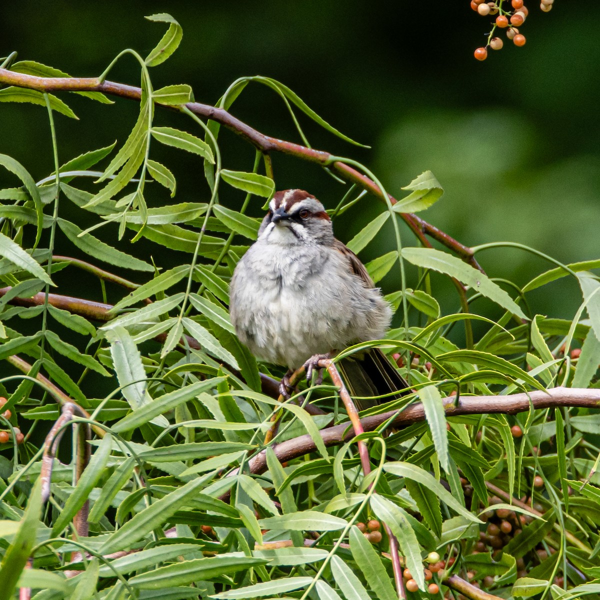 Yungas Sparrow - ML633415131