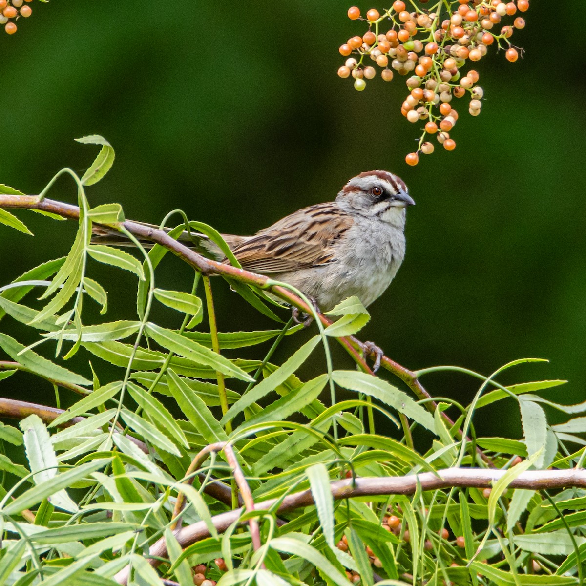 Yungas Sparrow - ML633415132