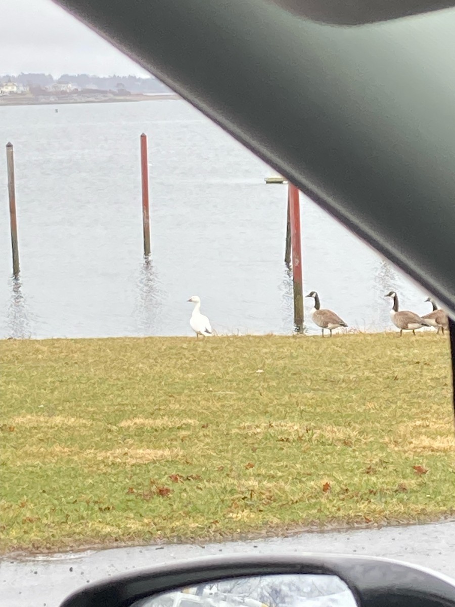 Snow Goose - ML633415168