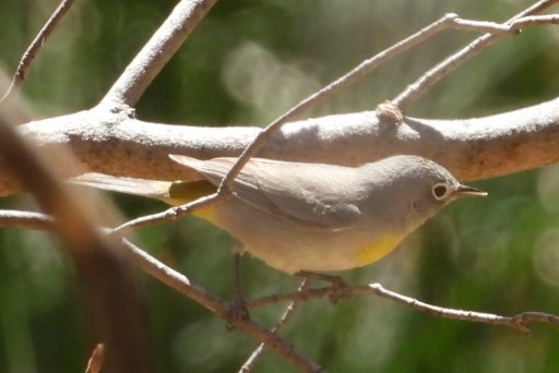 Virginia's Warbler - ML633415243