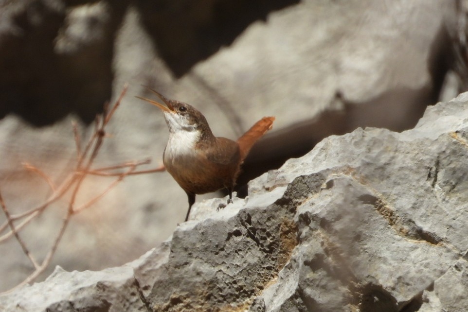 Canyon Wren - ML633415265