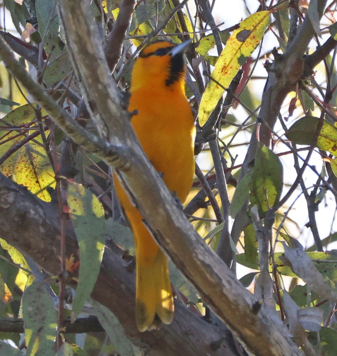 Bullock's Oriole - ML633415355