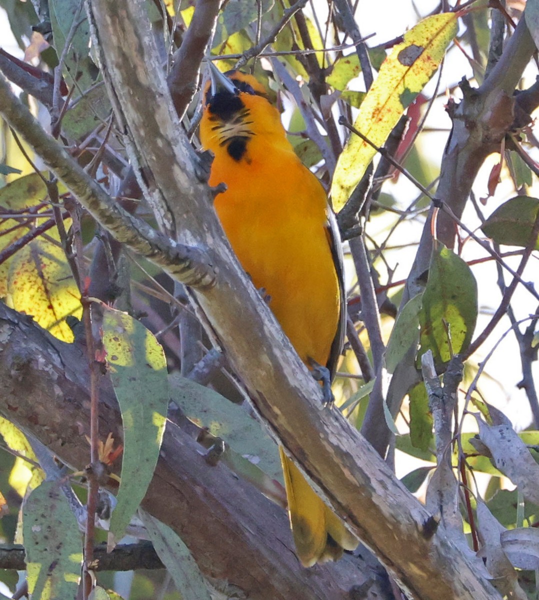 Bullock's Oriole - ML633415356
