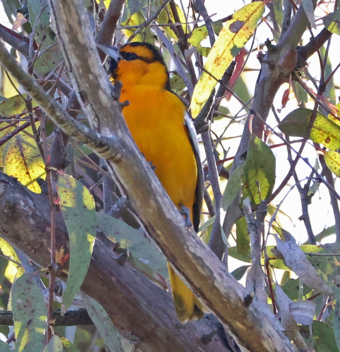 Bullock's Oriole - ML633415357