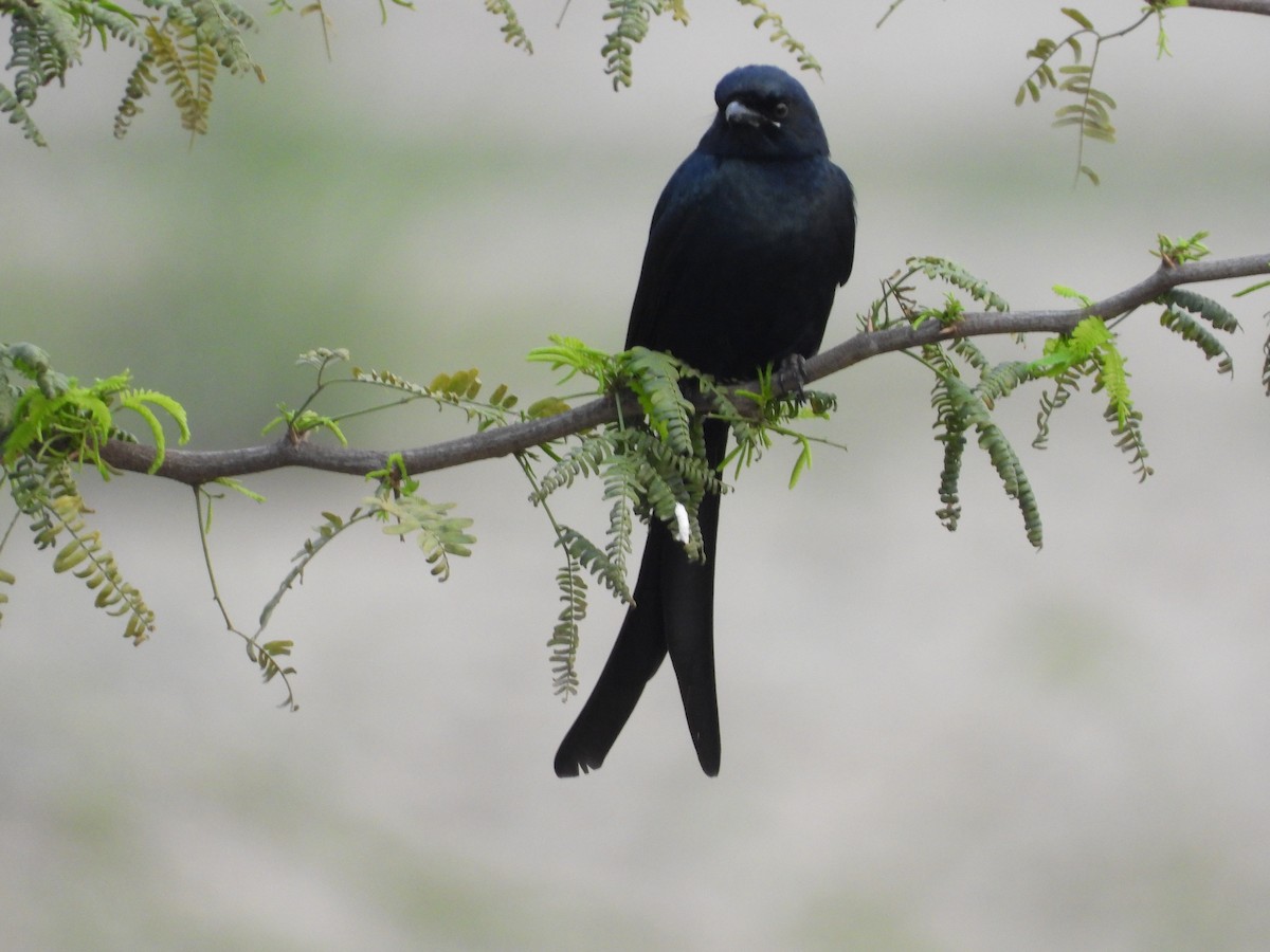 Königsdrongo - ML633415449