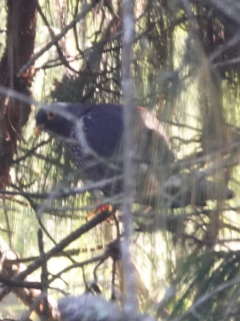 Rameron Pigeon - ML633415535