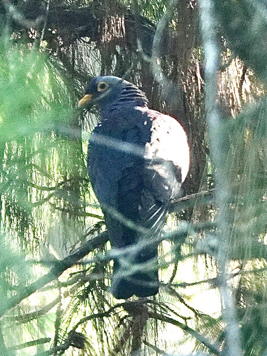 Rameron Pigeon - ML633415536