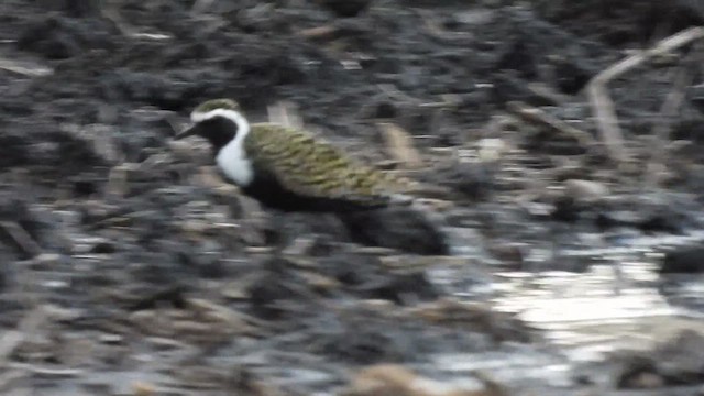 American Golden-Plover - ML633415591