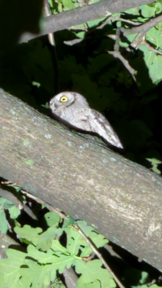 Eurasian Scops-Owl - ML633415868