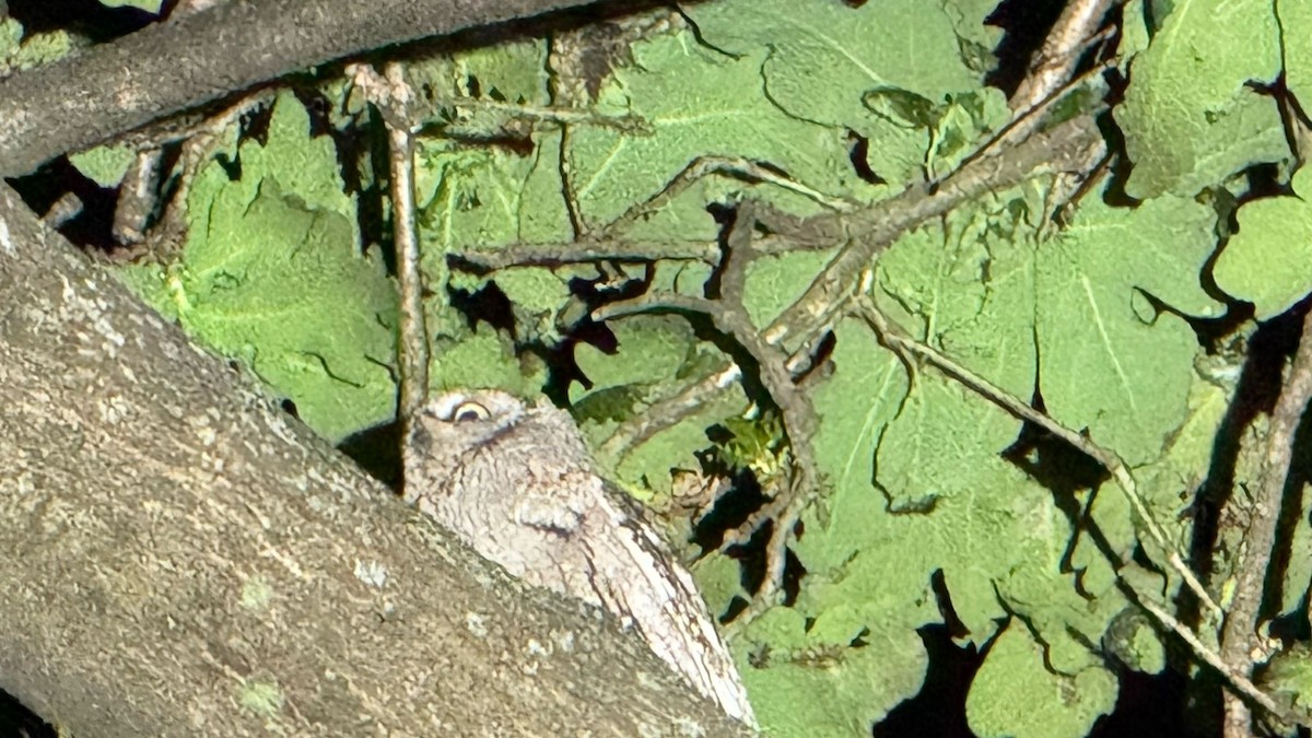 Eurasian Scops-Owl - ML633415869
