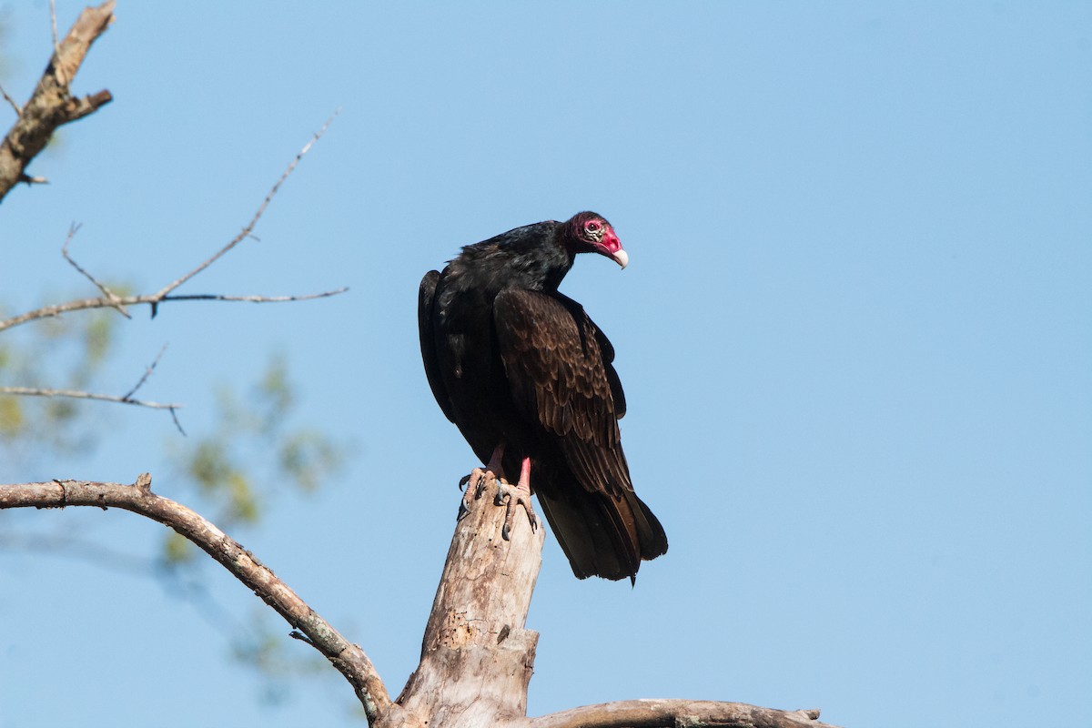 Turkey Vulture - ML633415876