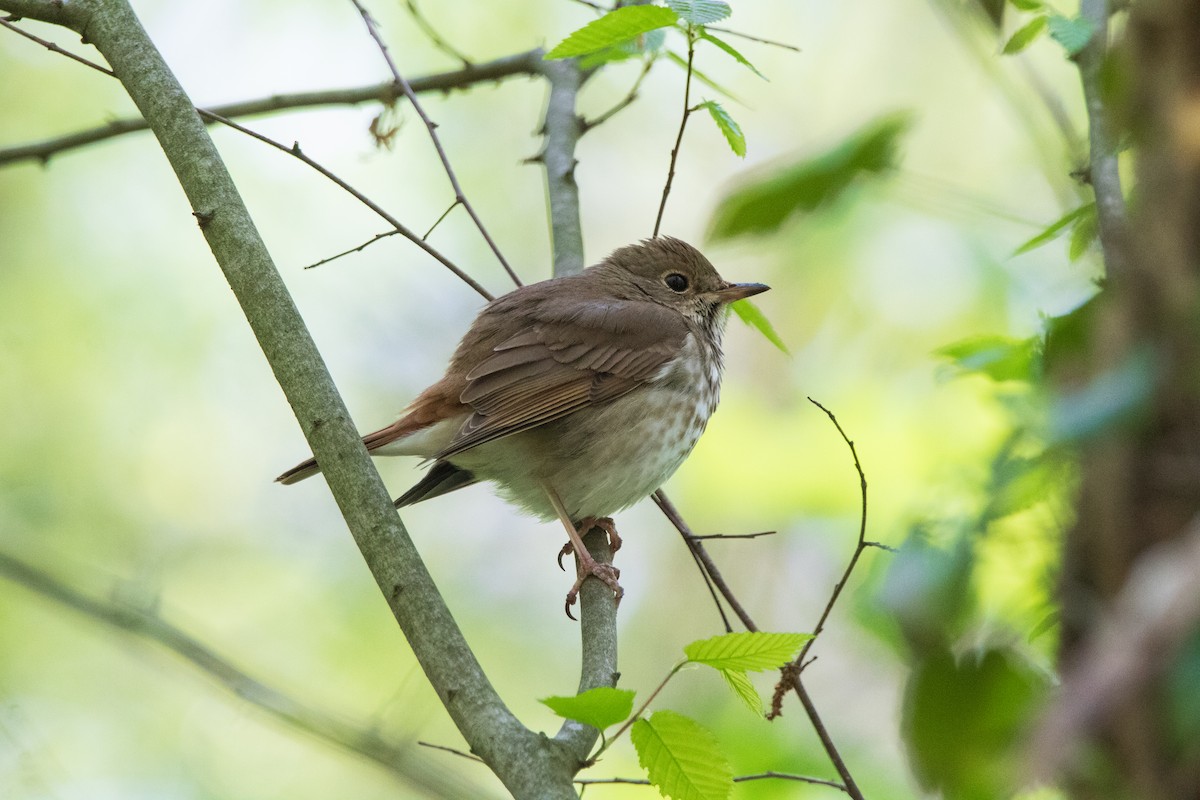 Hermit Thrush - ML633415880