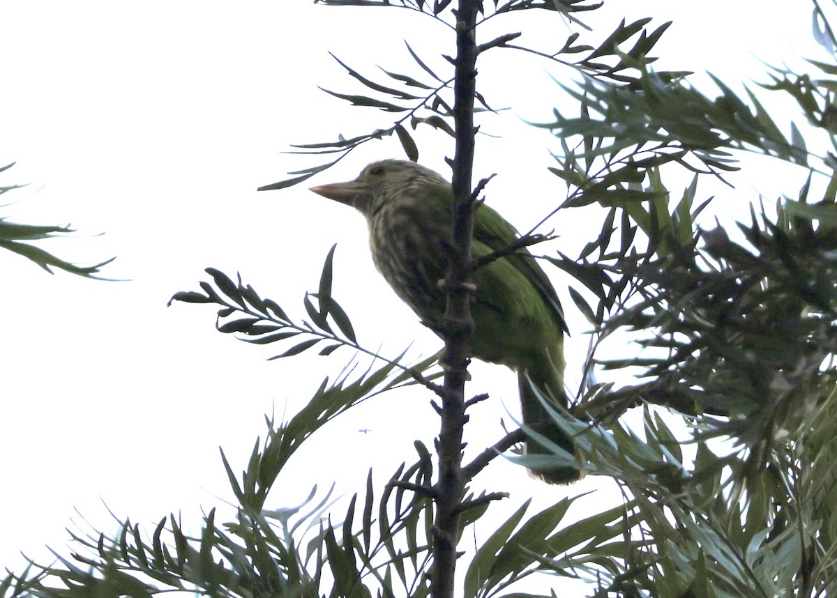 Brown-headed Barbet - ML633415910