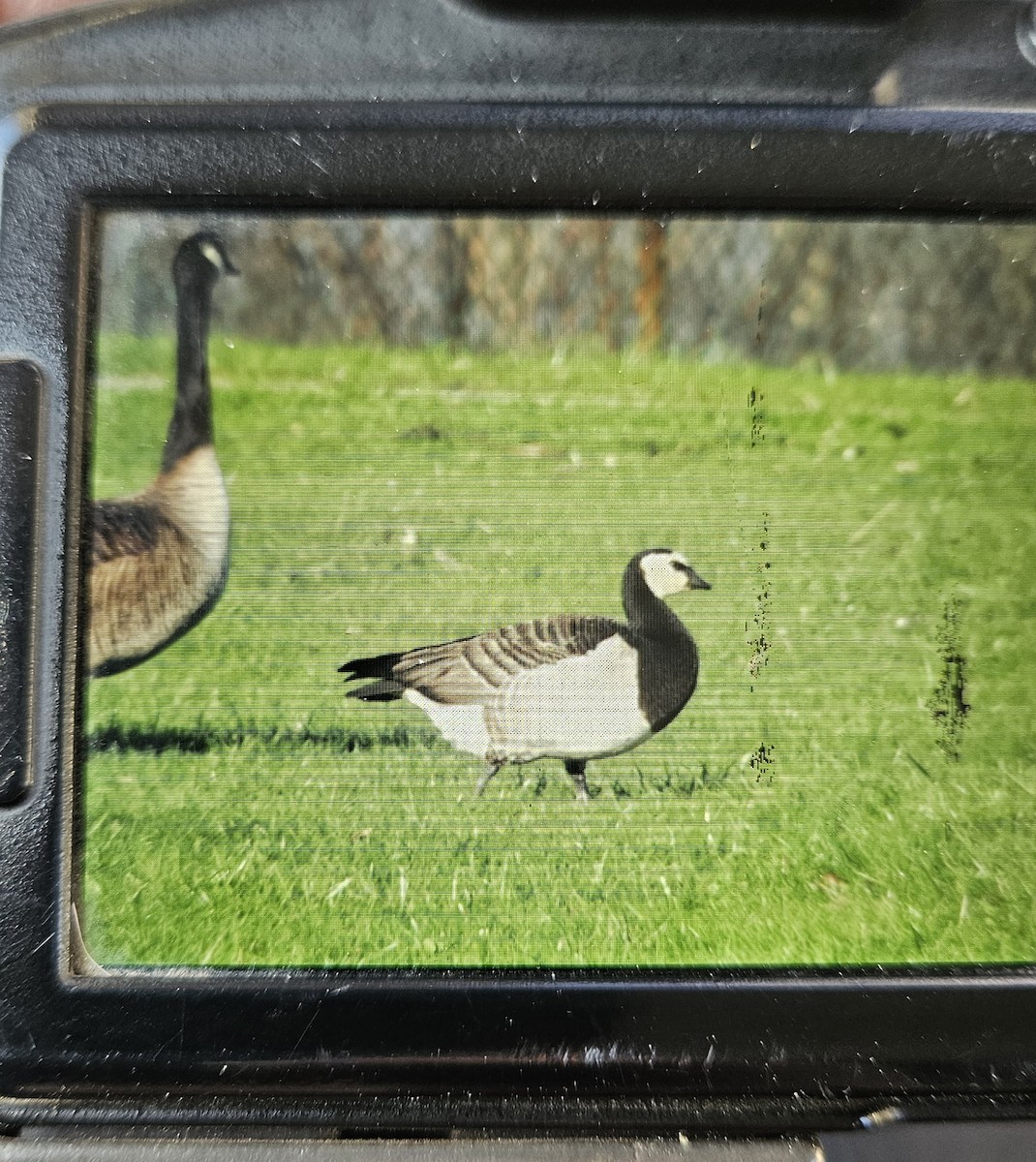 Barnacle Goose - ML633416076