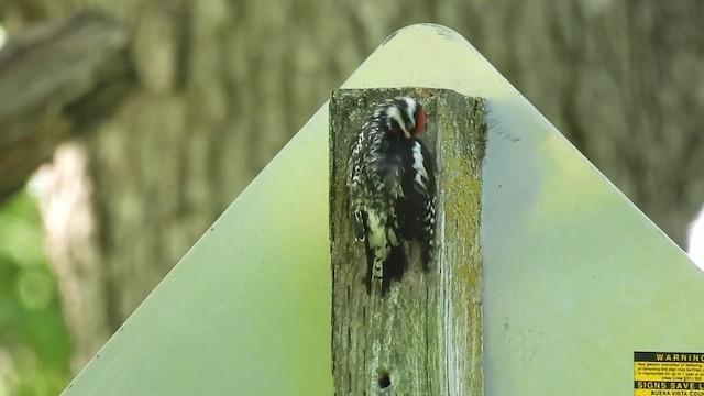 Yellow-bellied Sapsucker - ML633416213