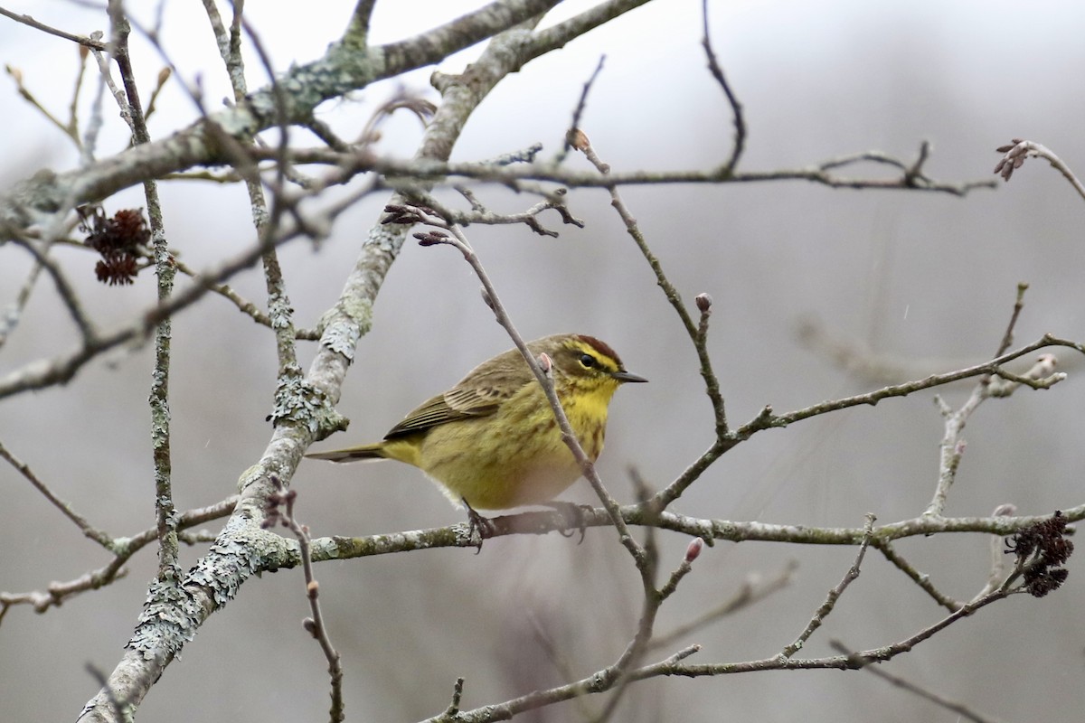 Palm Warbler - ML633416343