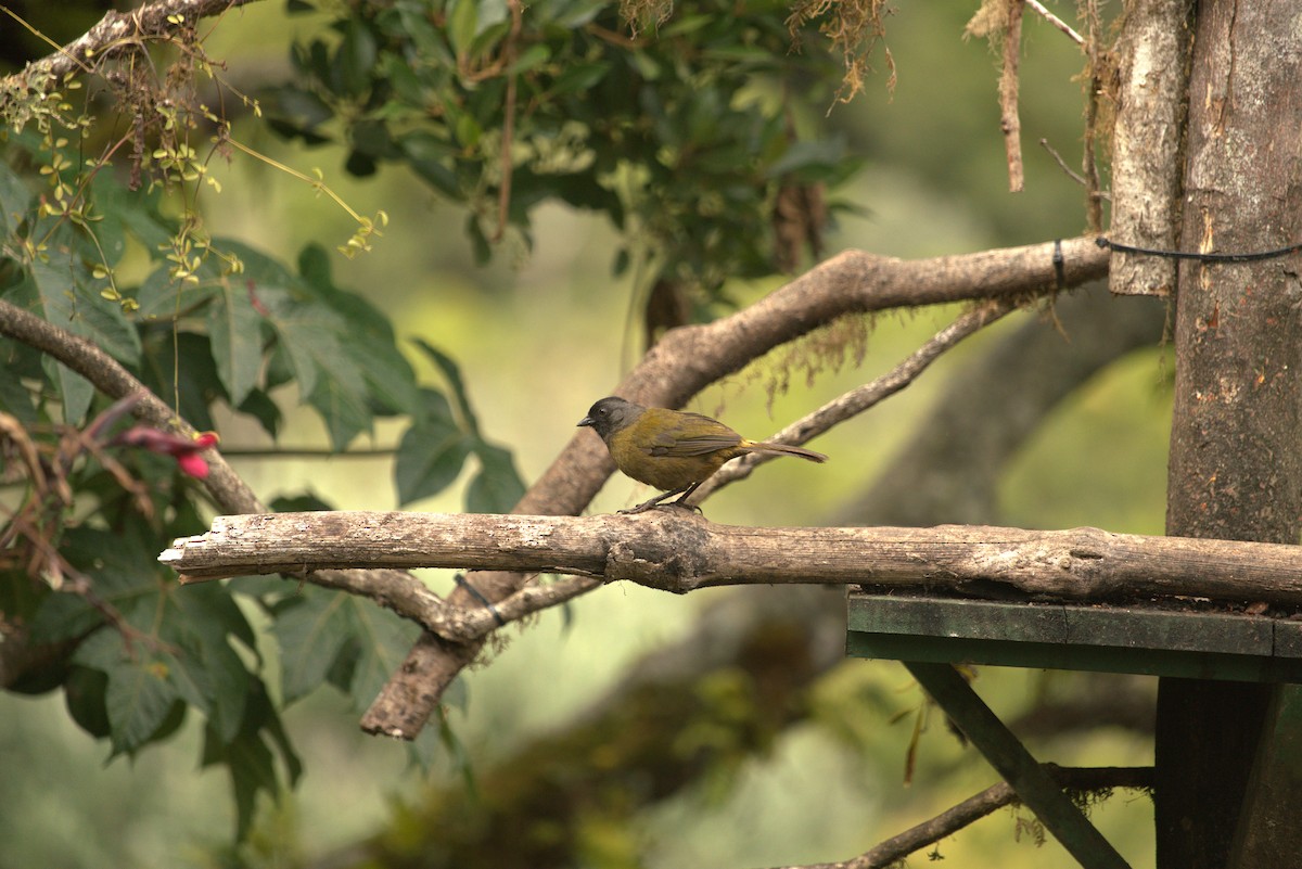 Large-footed Finch - ML633416344