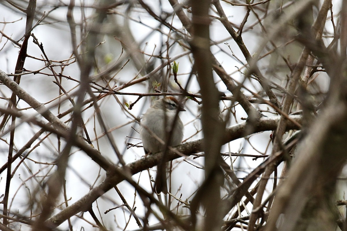 Chipping Sparrow - ML633416350