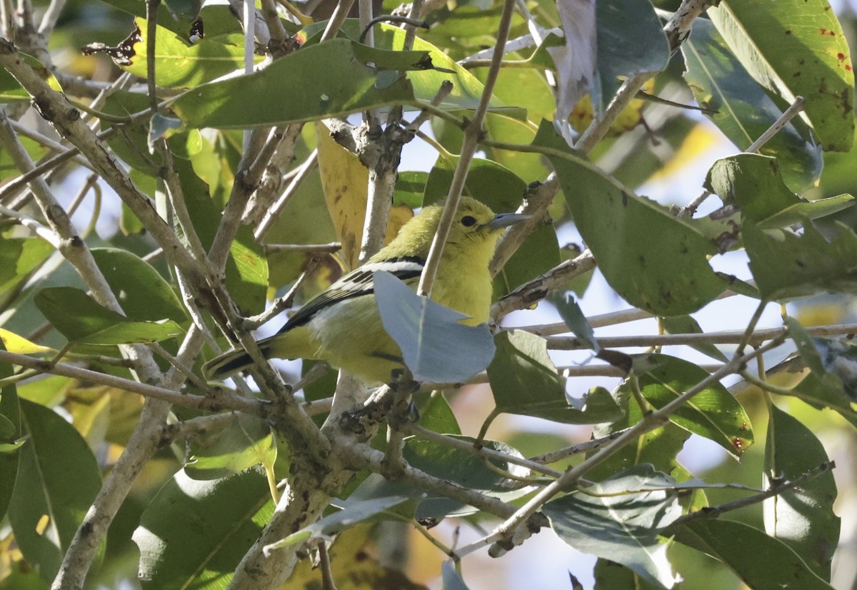 Common Iora - ML633416409