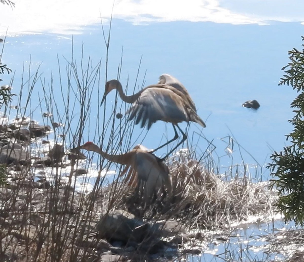 Sandhill Crane - ML633416459