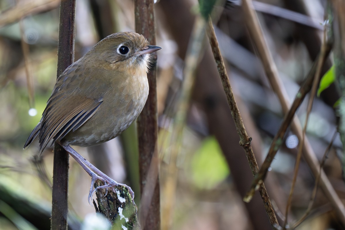 Perija Antpitta - ML633416481