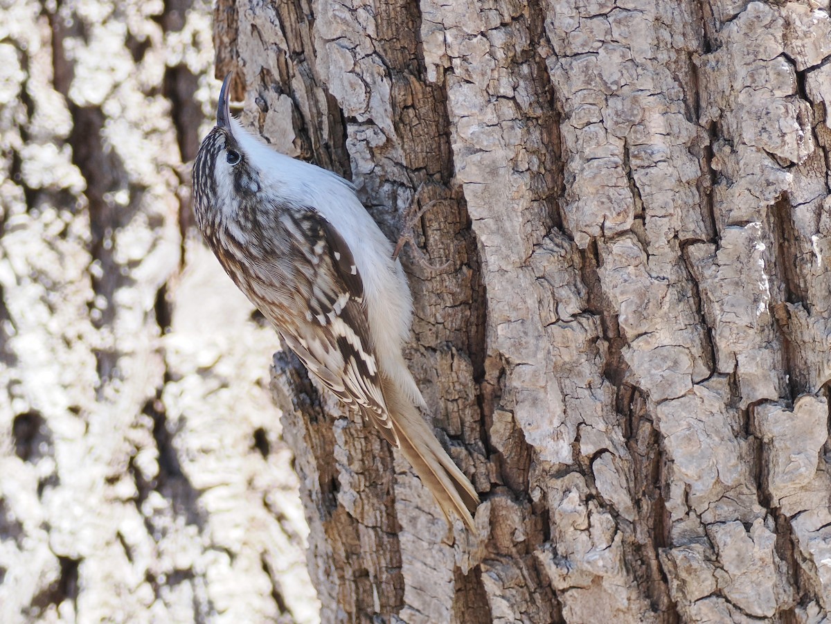 Brown Creeper - ML633416530
