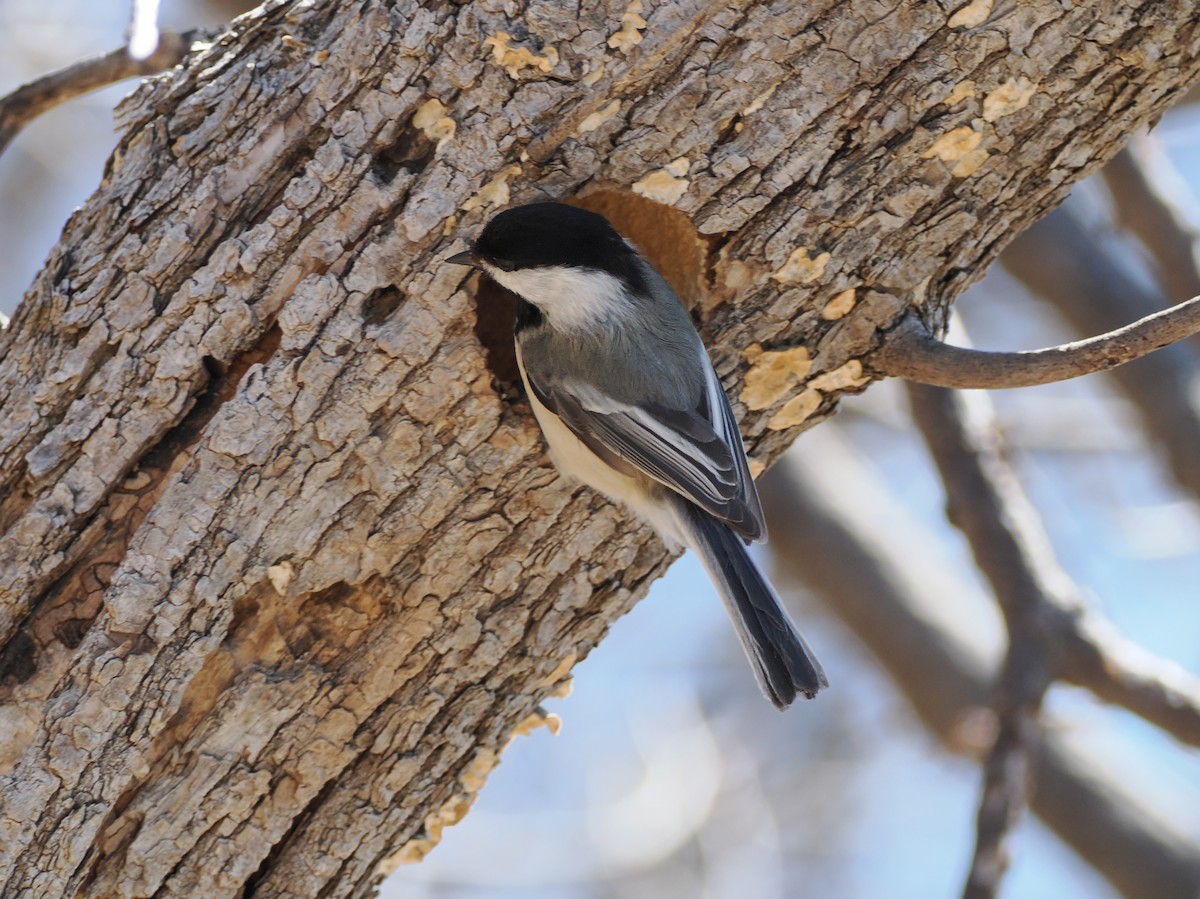 Black-capped Chickadee - ML633416591