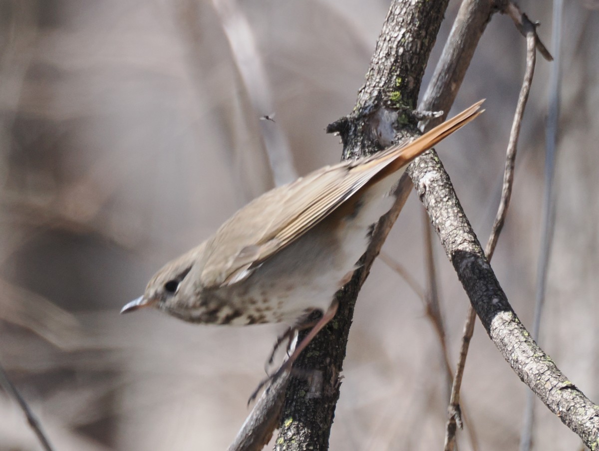 Hermit Thrush - ML633416636