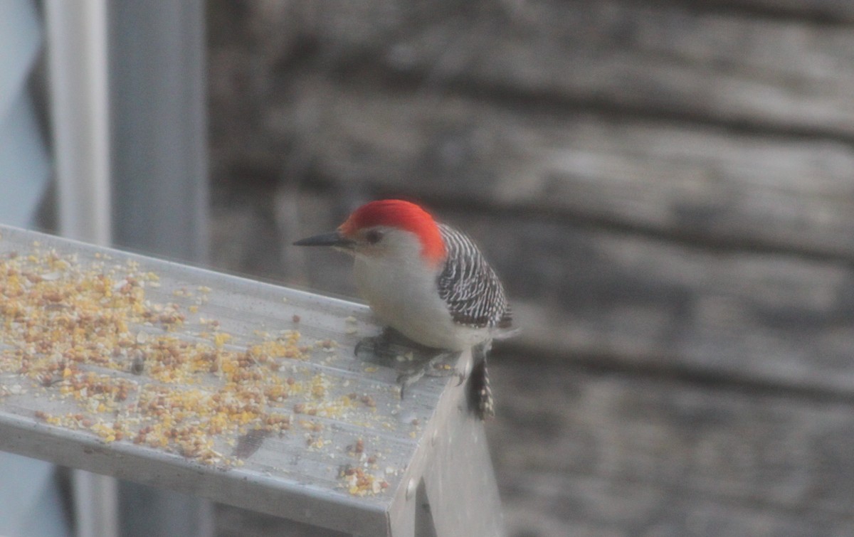 Red-bellied Woodpecker - ML633416667