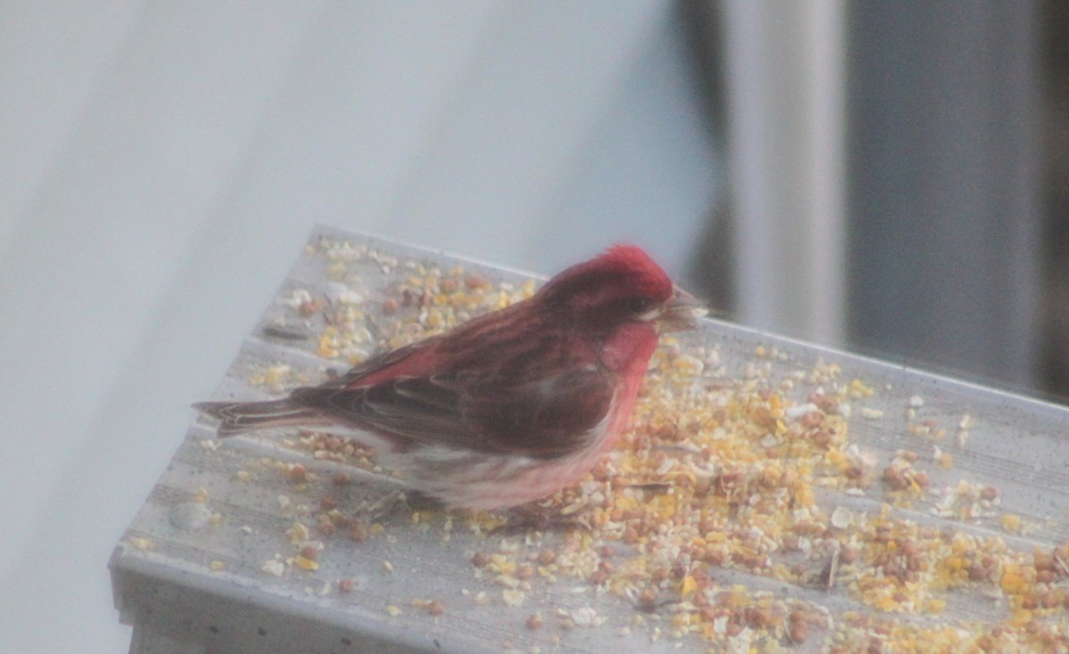 Purple Finch - ML633416671