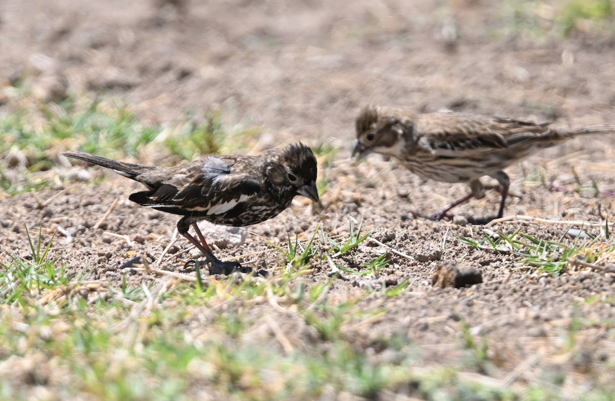 Lark Bunting - ML633416674