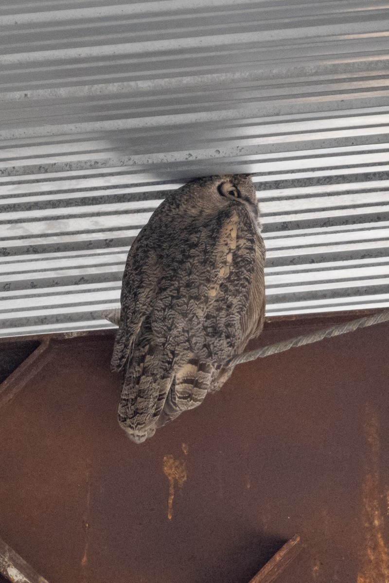 Great Horned Owl - ML633416696