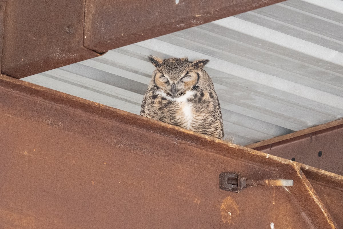 Great Horned Owl - ML633416697