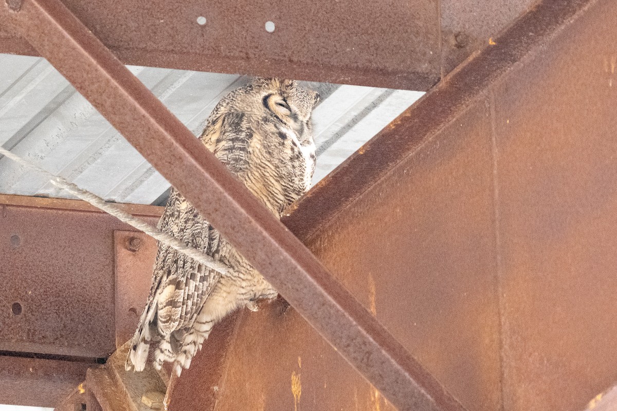 Great Horned Owl - ML633416698