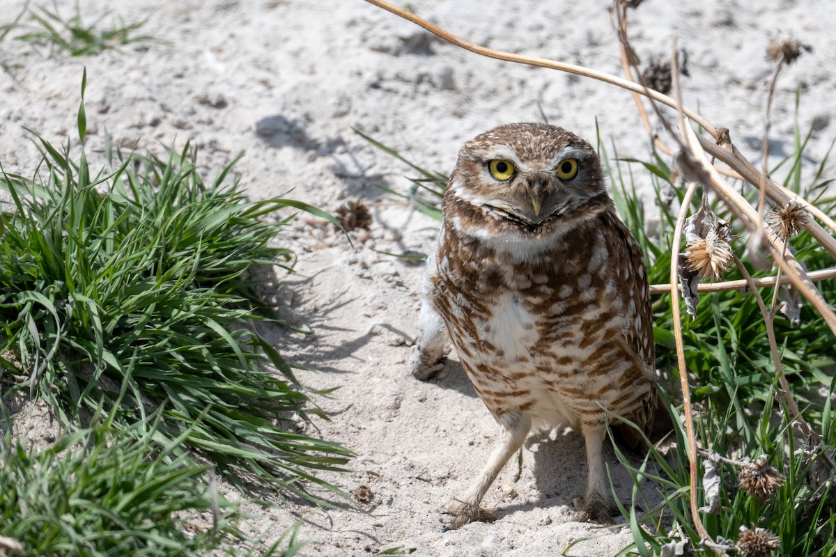 Burrowing Owl - ML633416713
