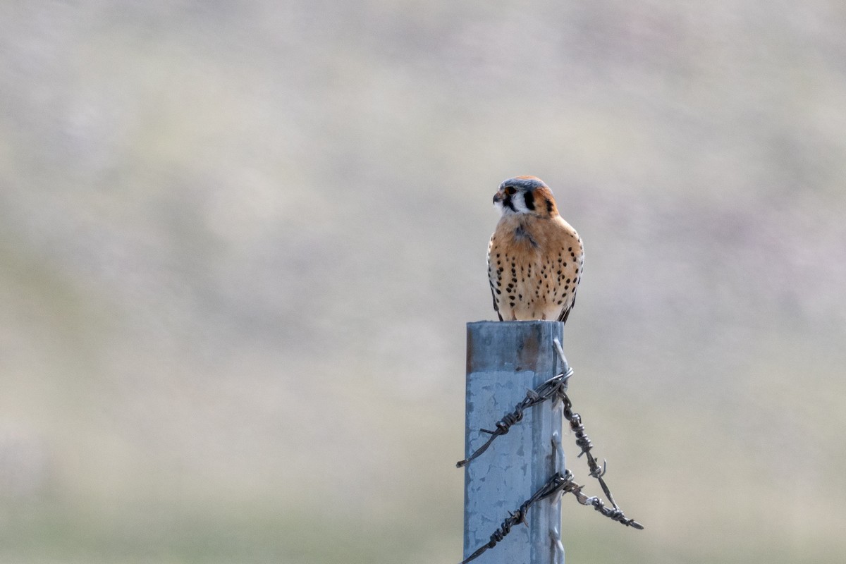 American Kestrel - ML633416728