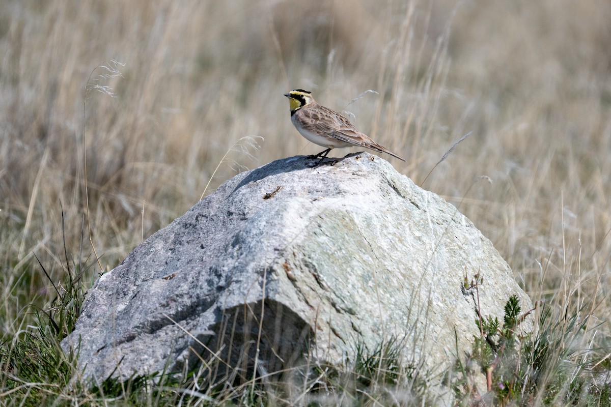 Horned Lark - ML633416733