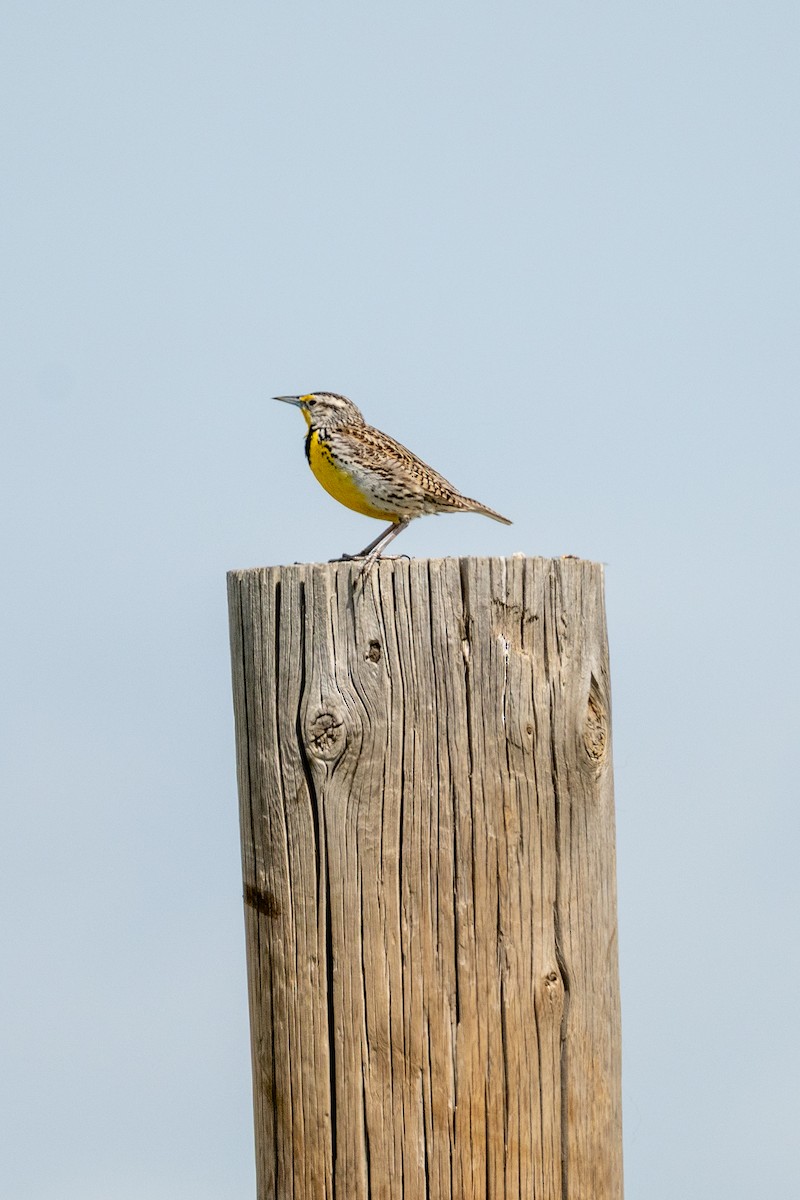 Western Meadowlark - ML633416735