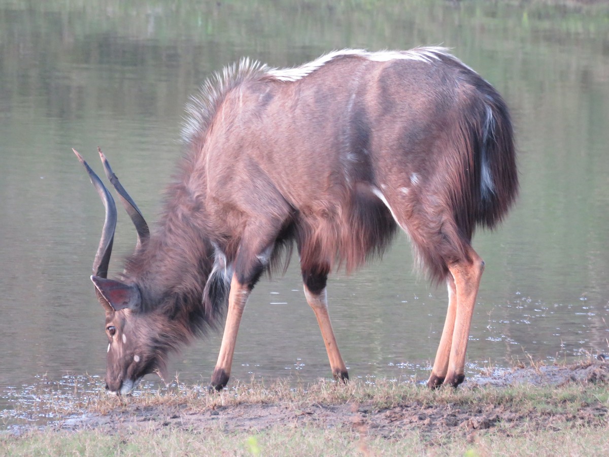 Nyala - ML633416793