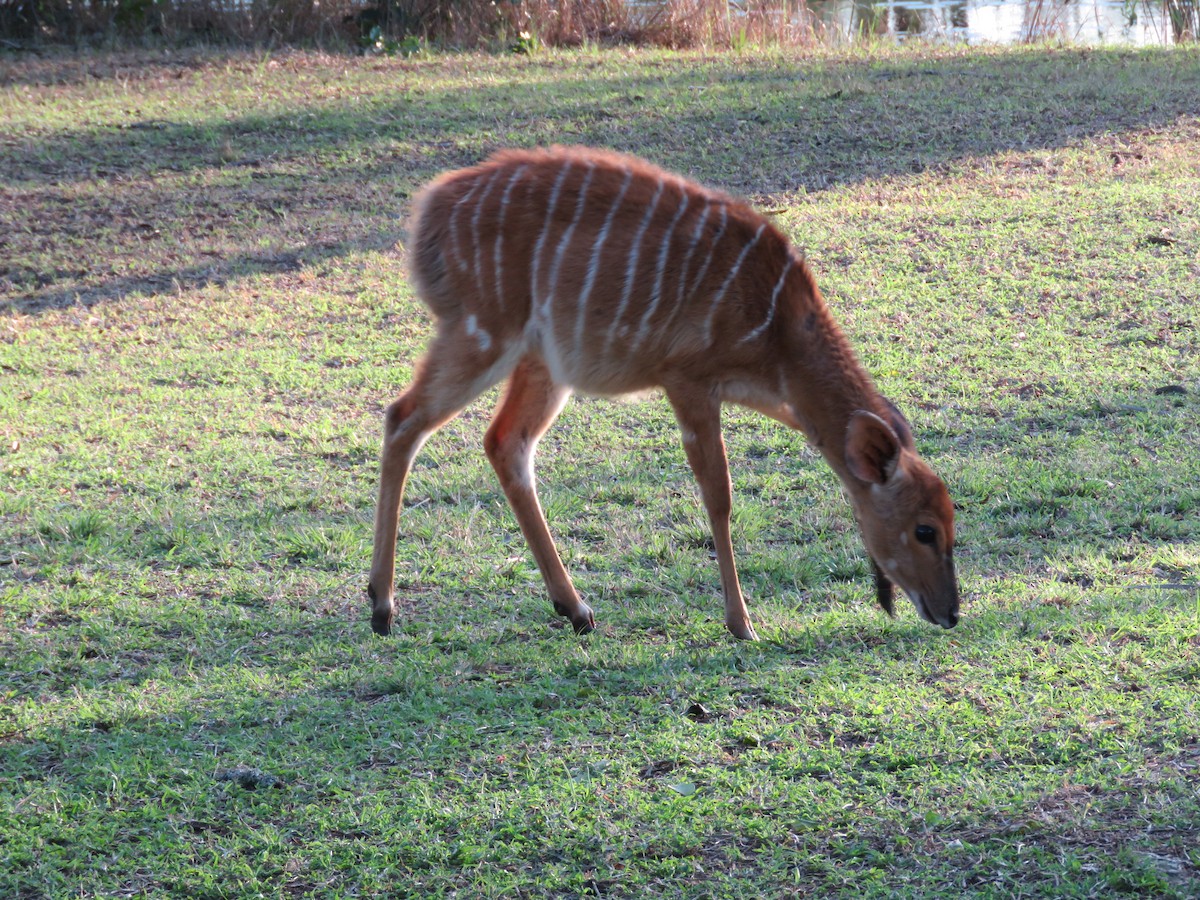 Nyala - ML633416794