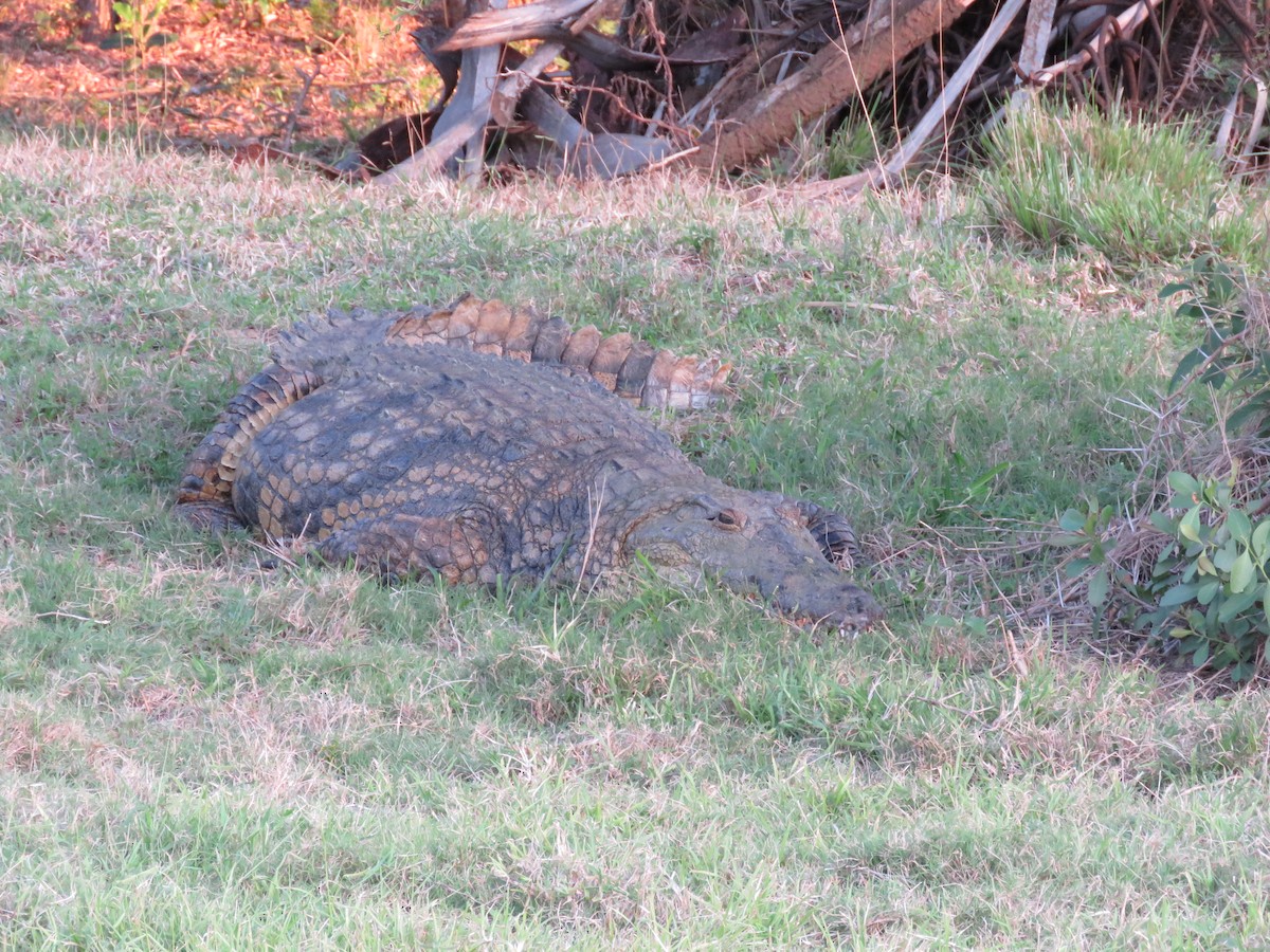 Nile Crocodile - ML633416795