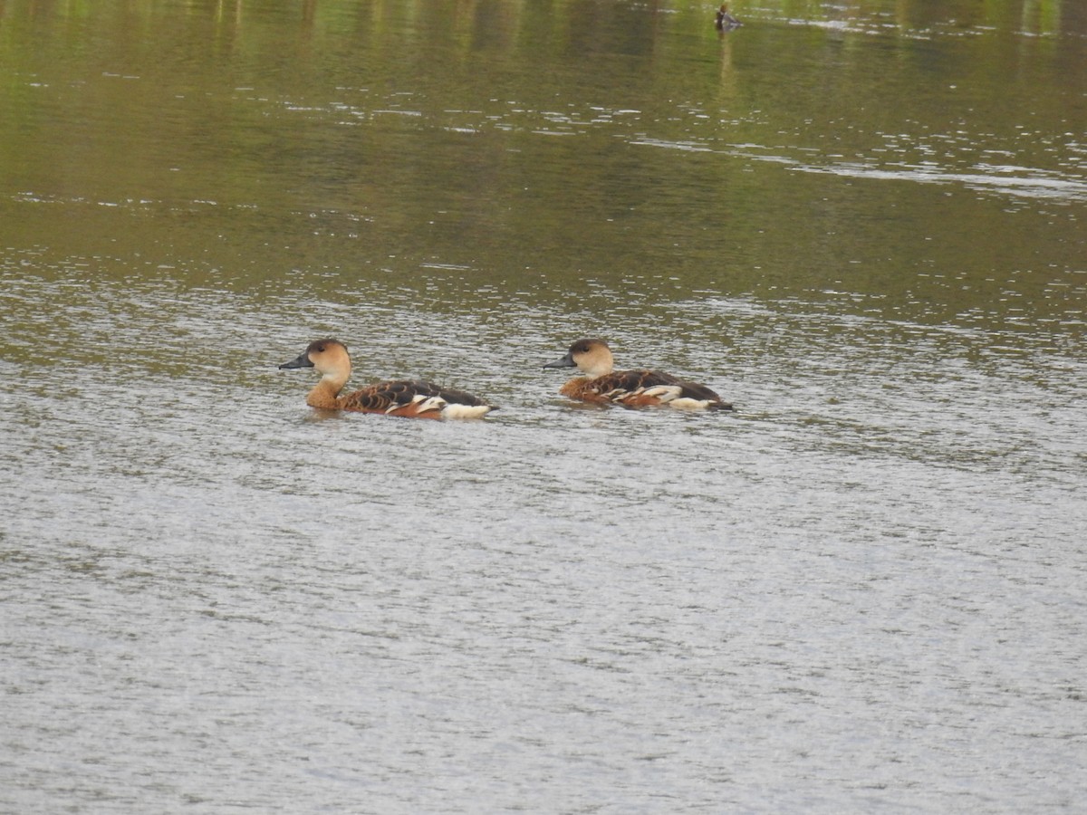 Wandering Whistling-Duck - ML63341681