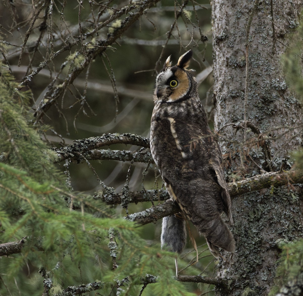 Long-eared Owl - Jake Bramante