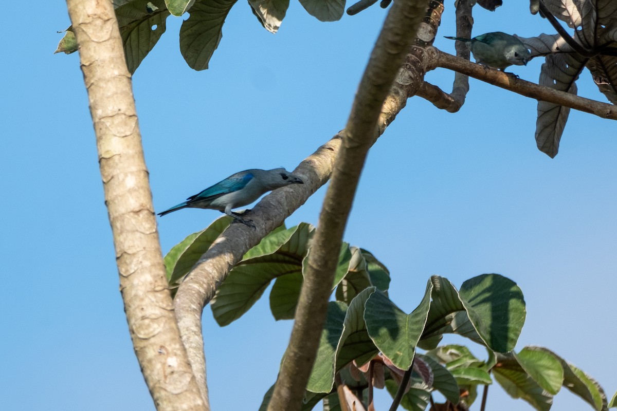 Blue-gray Tanager - ML633417003