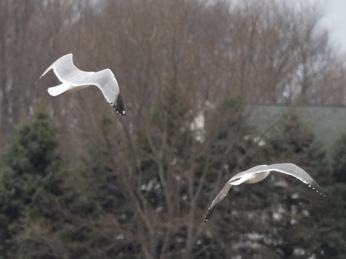 American Herring x Lesser Black-backed Gull (hybrid) - ML633417114